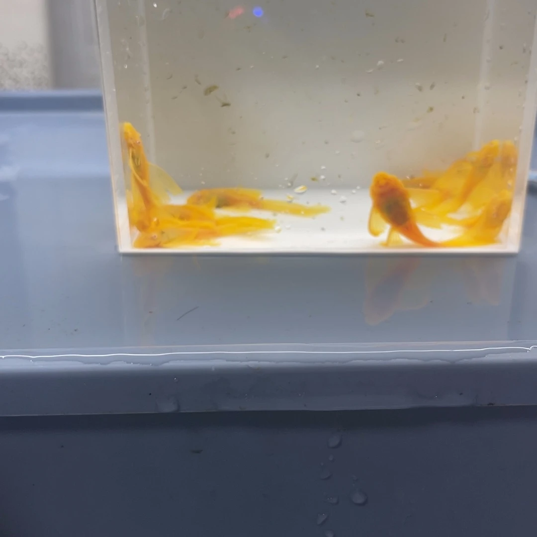 孔雀鱼中号帆10条开箱视频报损