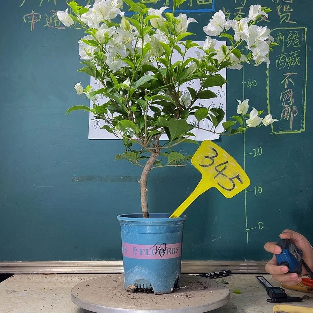 当前无花栽培后可以开花白雪公主345
