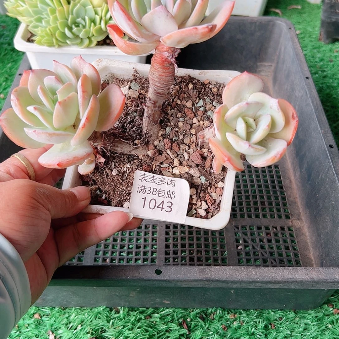 多肉一物一拍植物1043