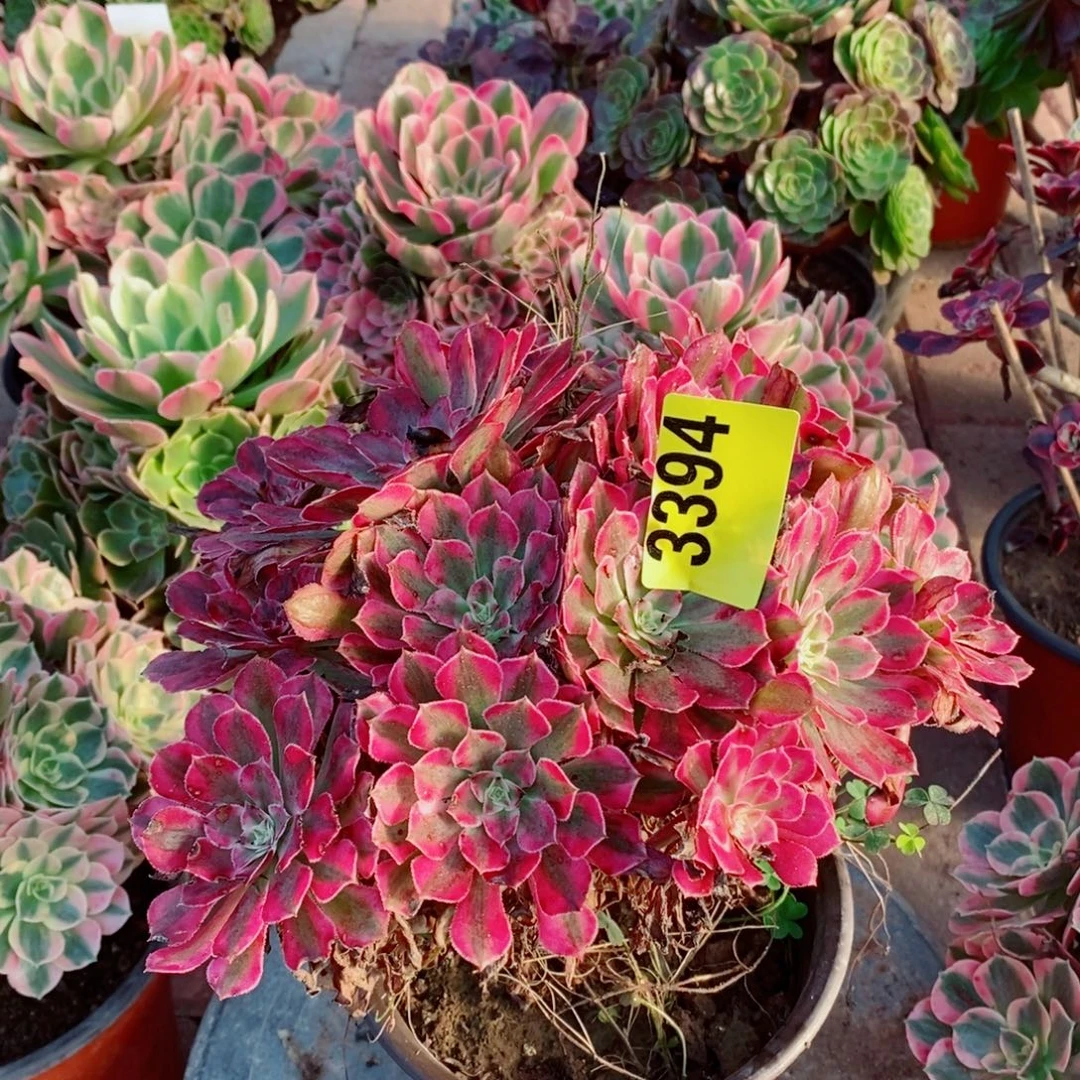 红同白多肉植物3394