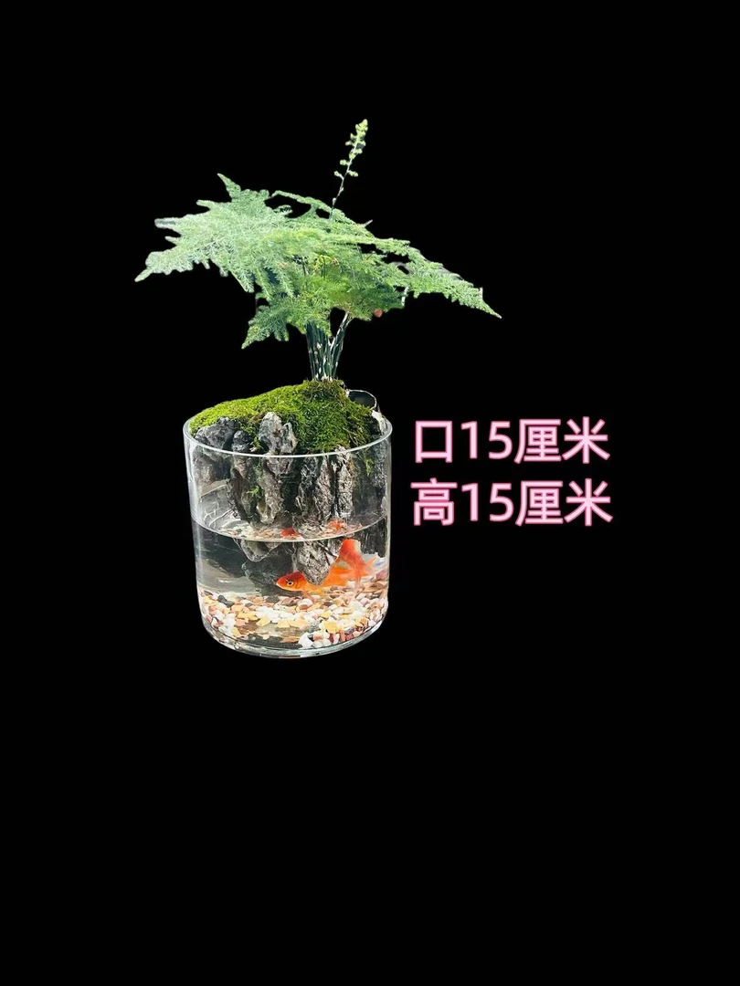 天空之城 微景观 15x15可养鱼 玻璃缸文竹