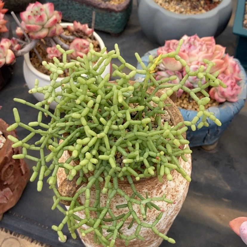 【闪购商品】木偶人