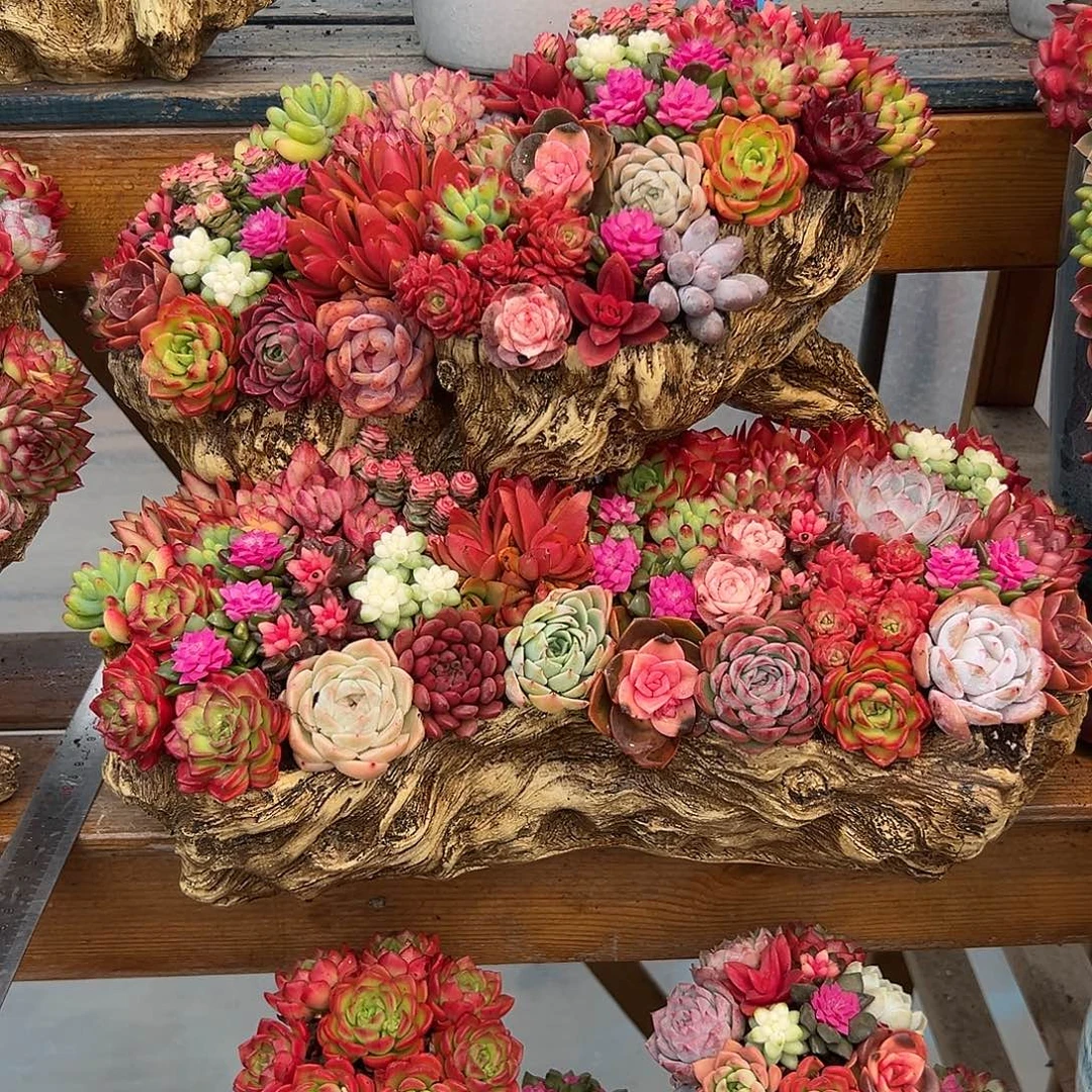 大号木桩多肉组合花园