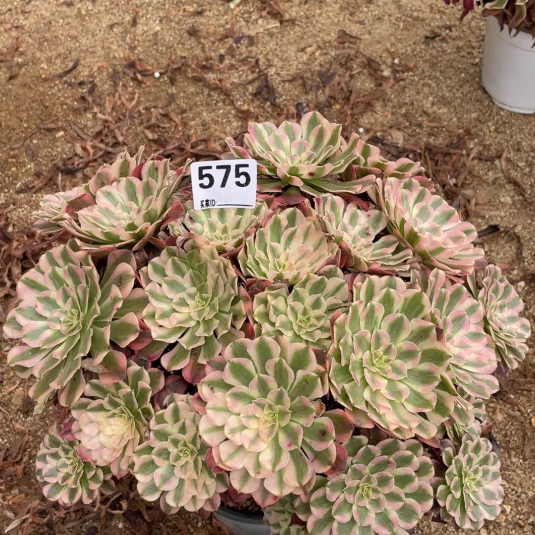 /***/575红铜多肉植物