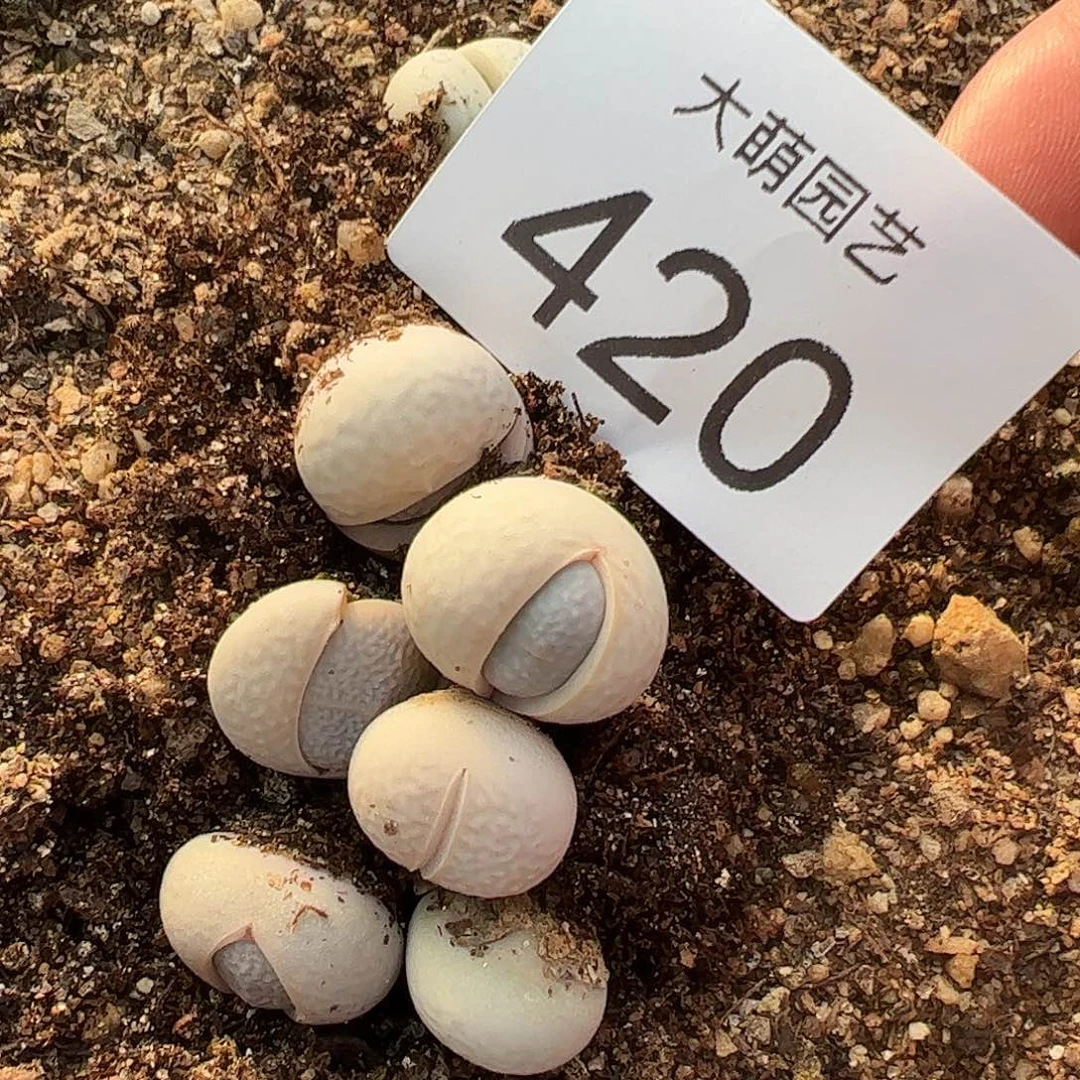 一物一拍         420
