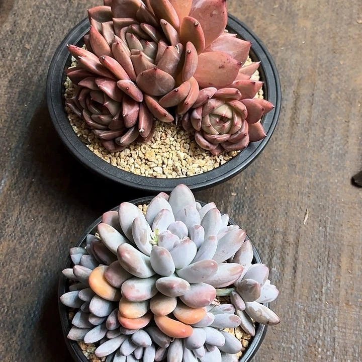 芳*多肉植物，多肉两颗