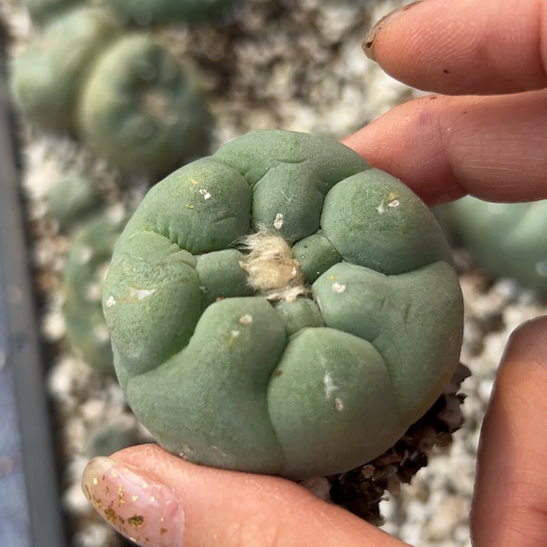 784  有根 仙人球的世界