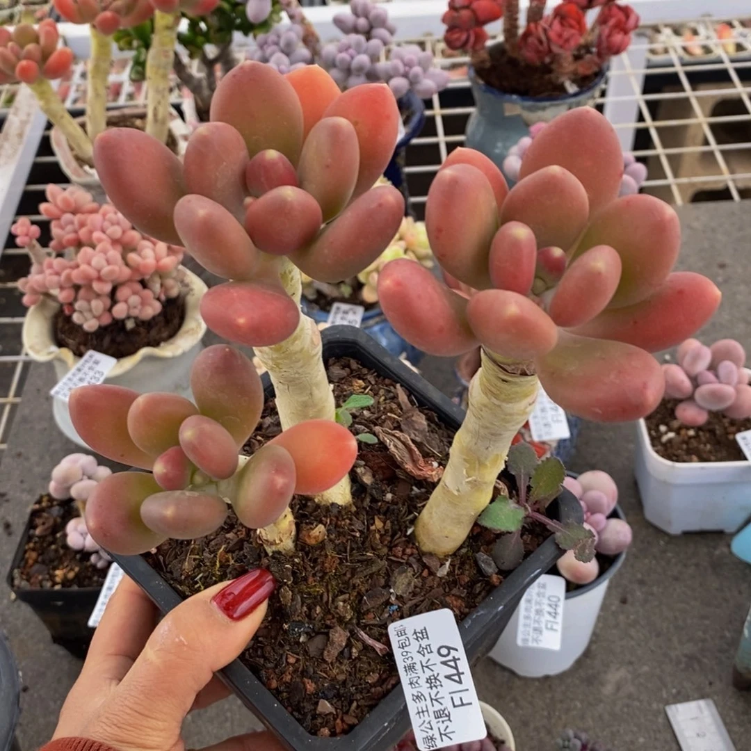 金蟾449/10vm多肉