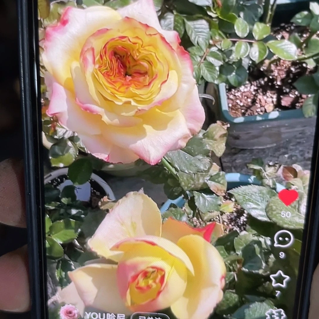 无花朵——-古丽娅 福利款