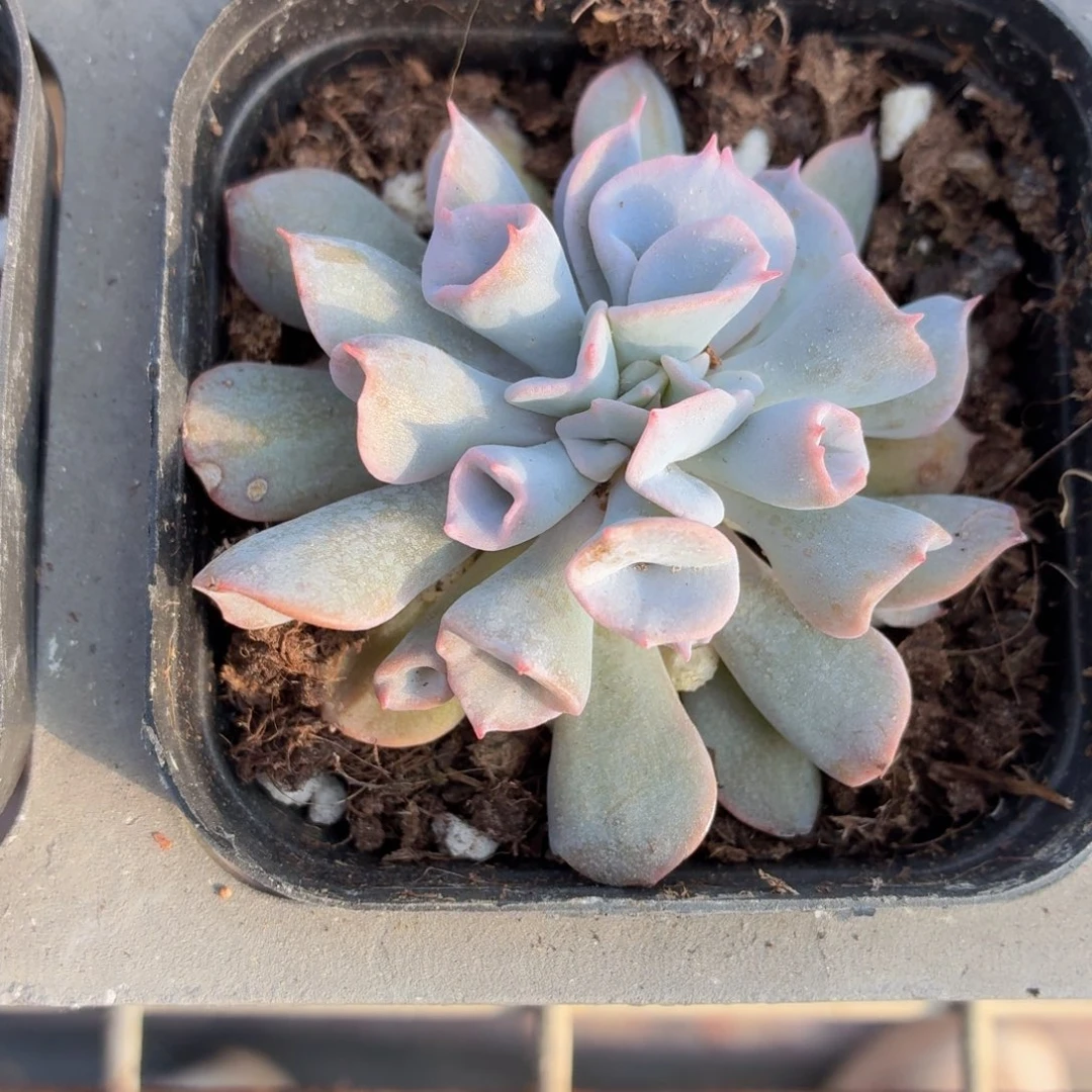 猪鼻子多肉9.9包邮发货