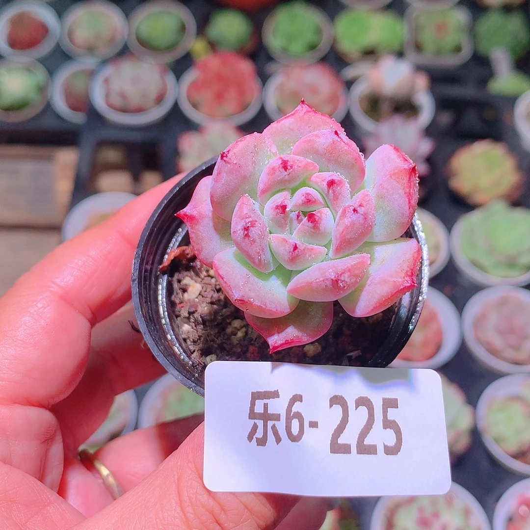 乐然6-225 豆蔻单头