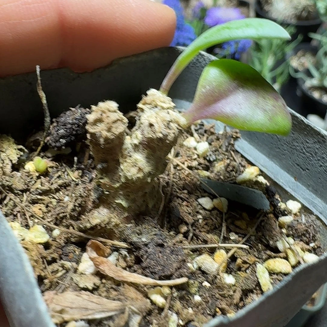 493派马厚敦菊带盆发货