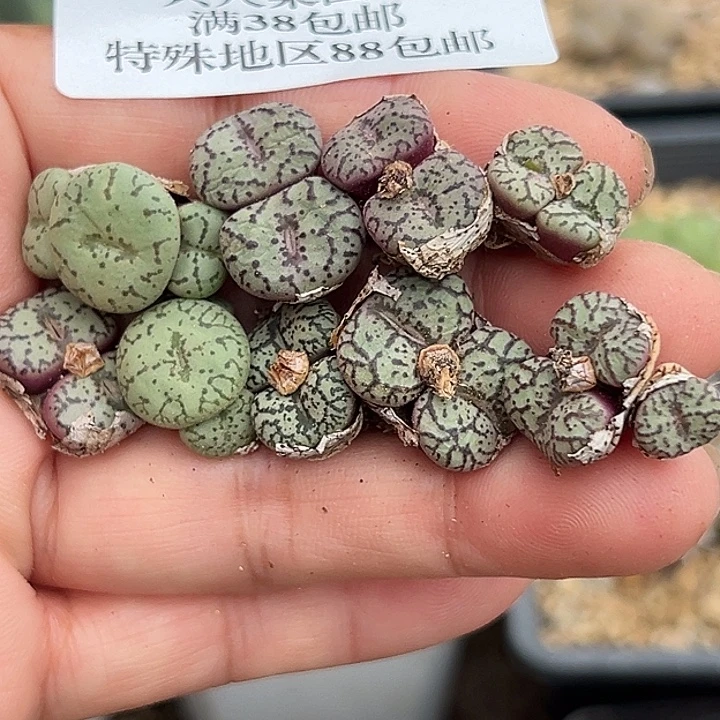 无花朵208号特价肉锥9颗