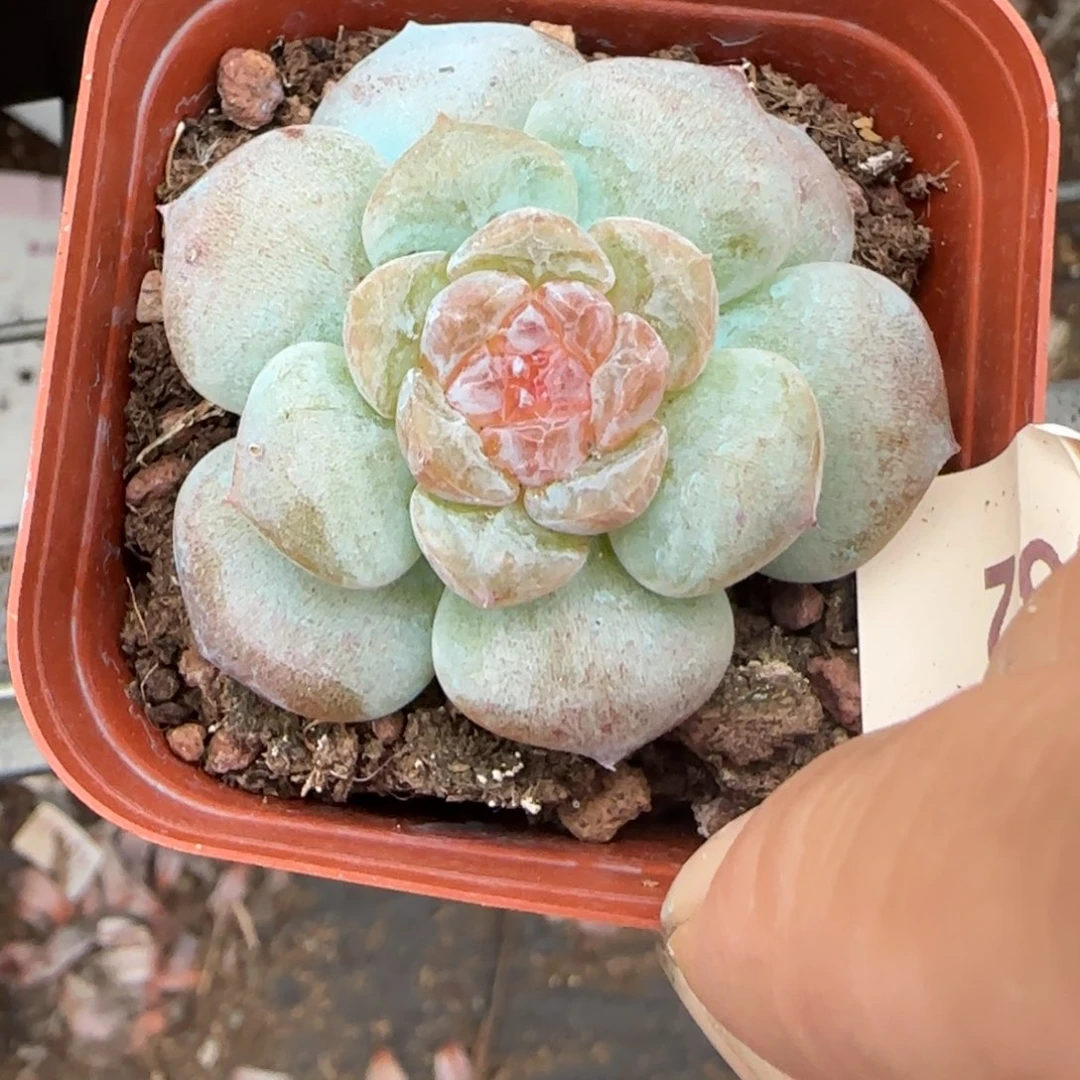 小卡拉米糖心一物一拍