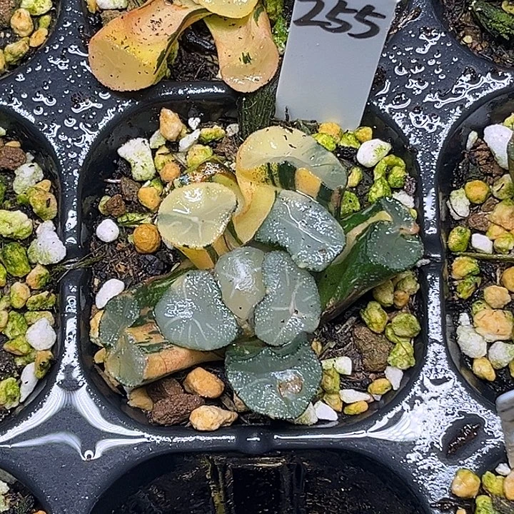 255玉龙万象锦脱土发货
