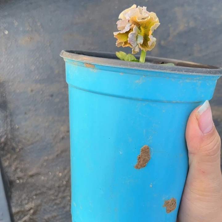 大部分花苞少量开放甘陆