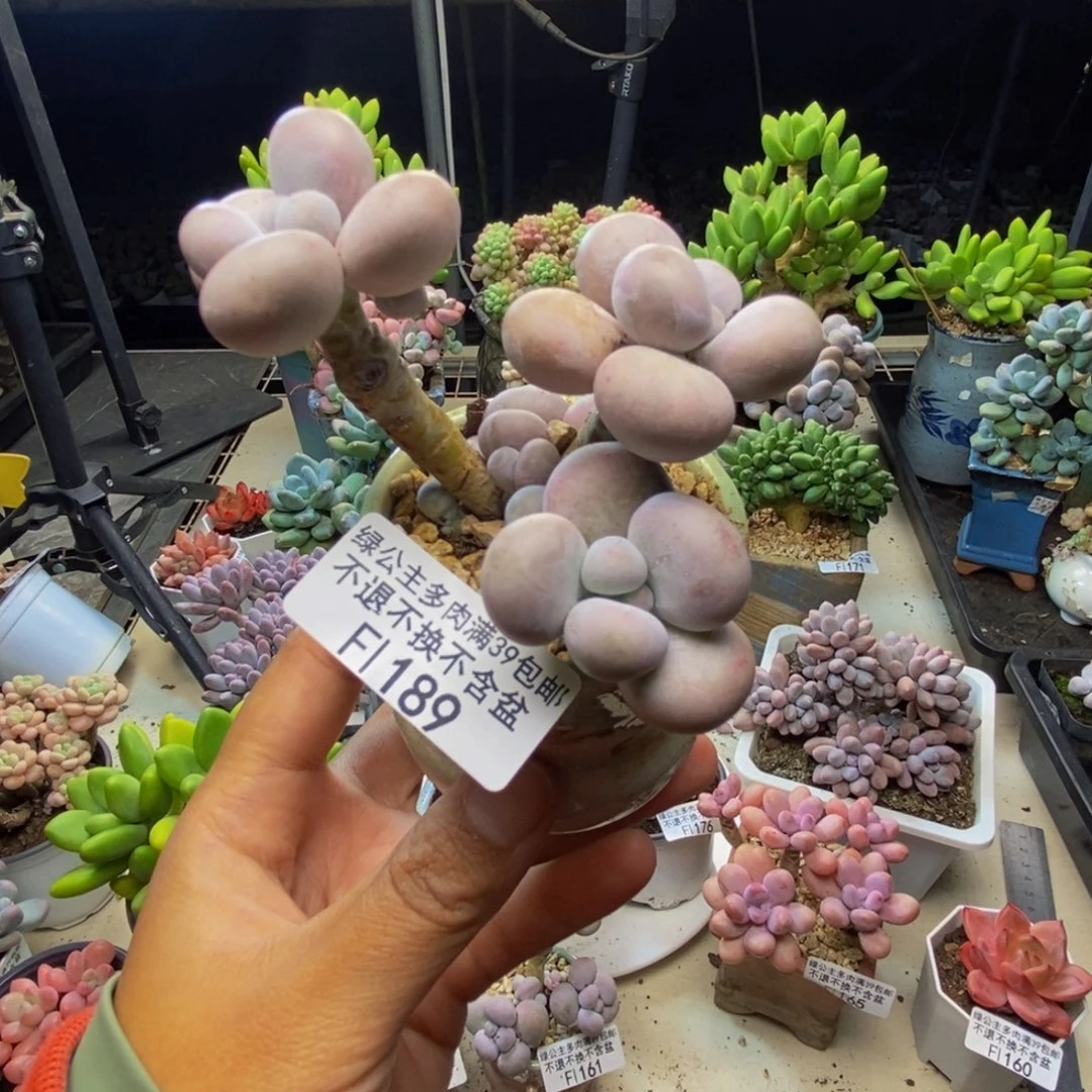 189芭比奶多肉7c m