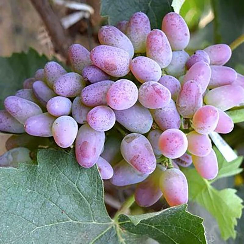 茉莉香葡萄 无籽葡萄 2串