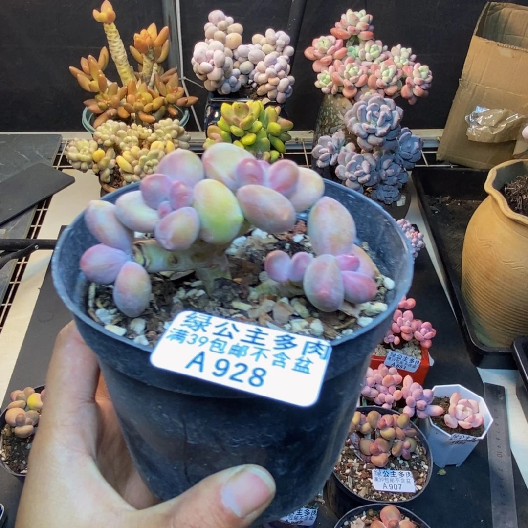 928芒果奶kk奶多肉7c m