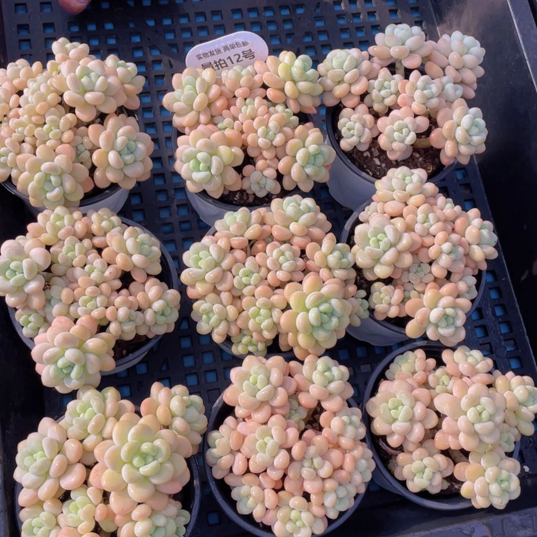 量拍12号手捧大群生洛可可老桩群一个