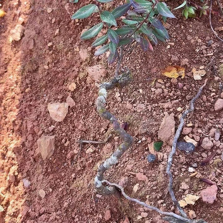 当前无花栽培后可以开花