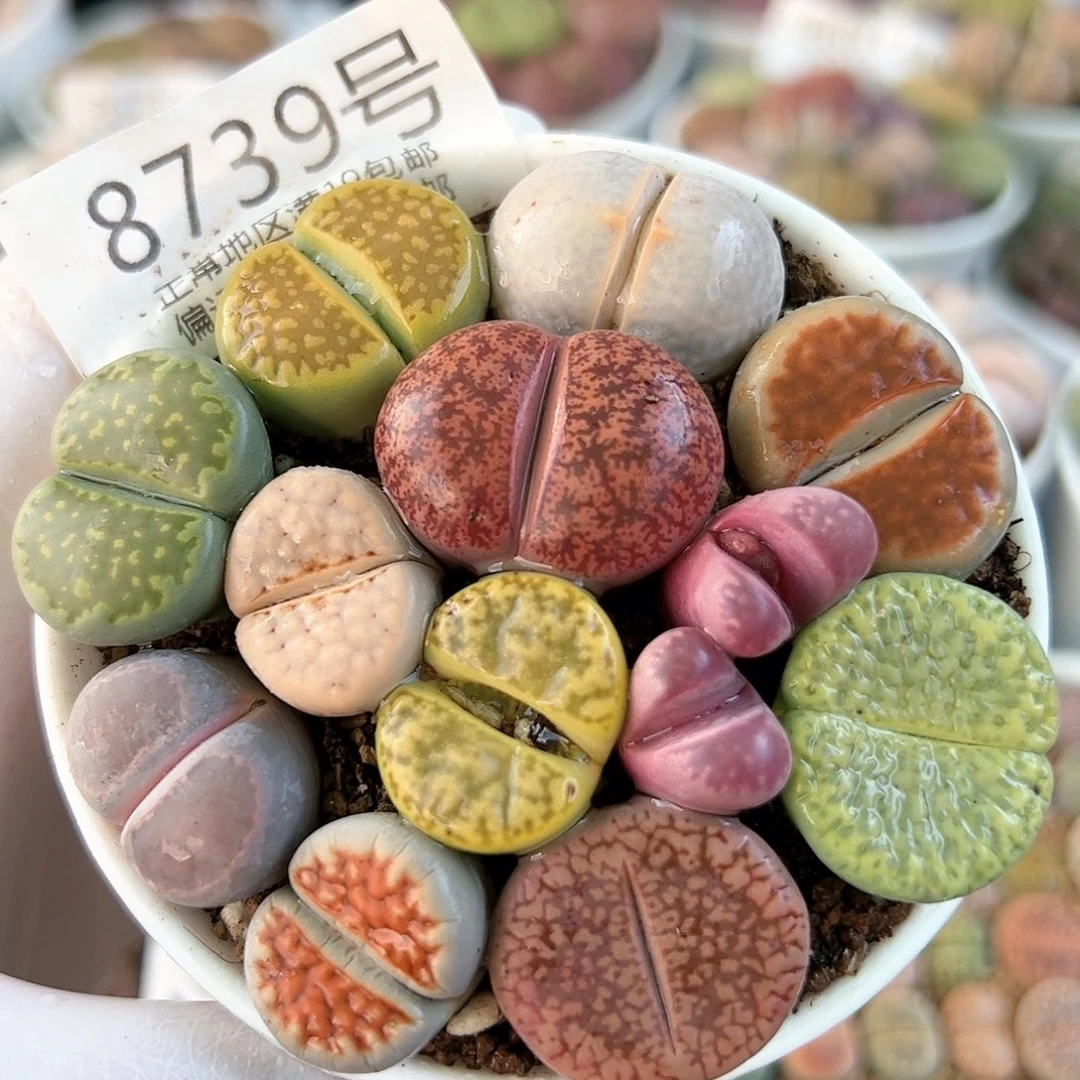 好养易活生石花大母本8739