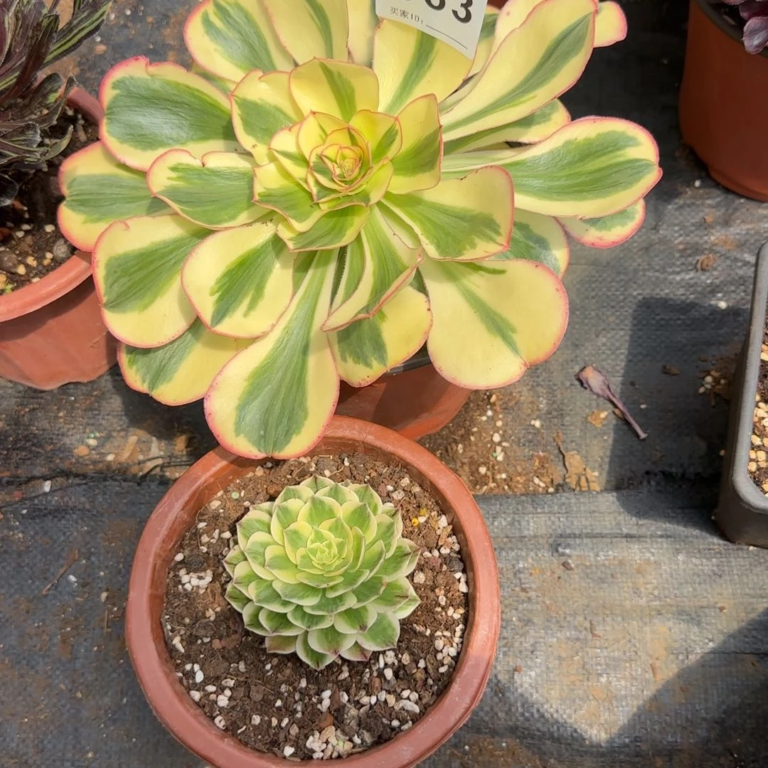 忘***草精品多肉植物0363