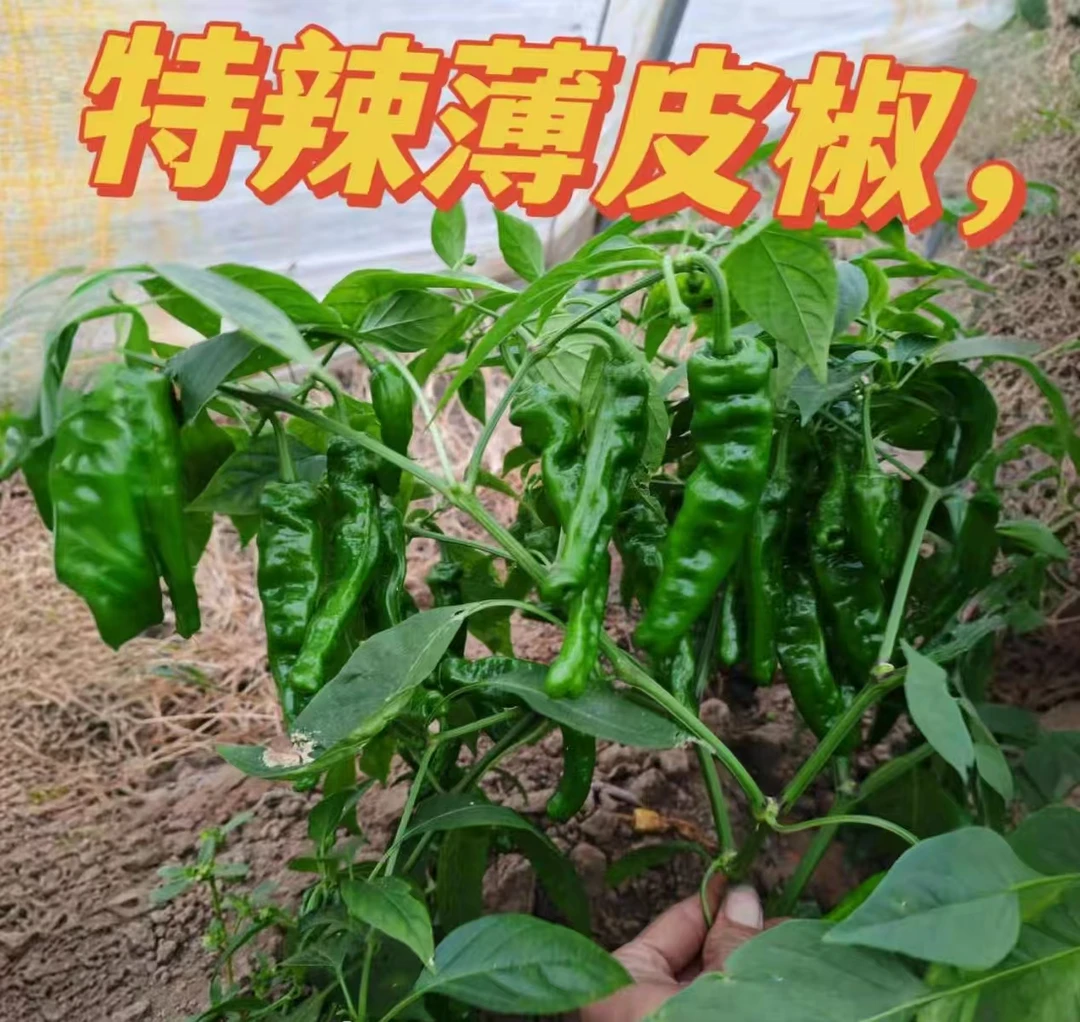 特辣香辣新鲜薄皮小皱皮青椒农家自种土辣椒应季蔬菜