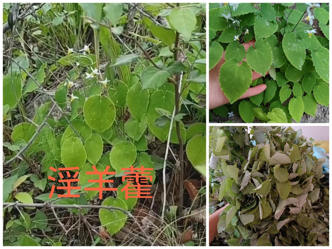 甘肃野生圆叶 三枝九叶草 自然晾晒 整条