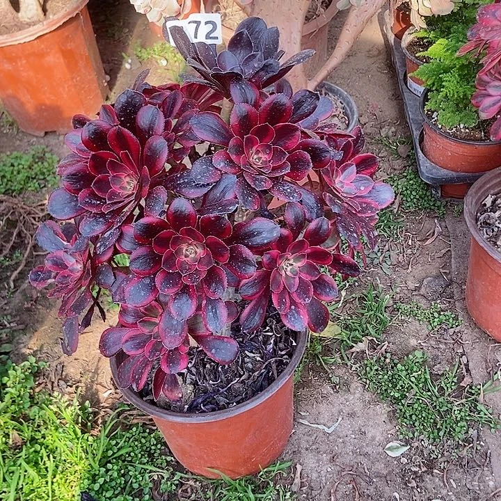 羊*长172香奈儿朵朵老庄手捧