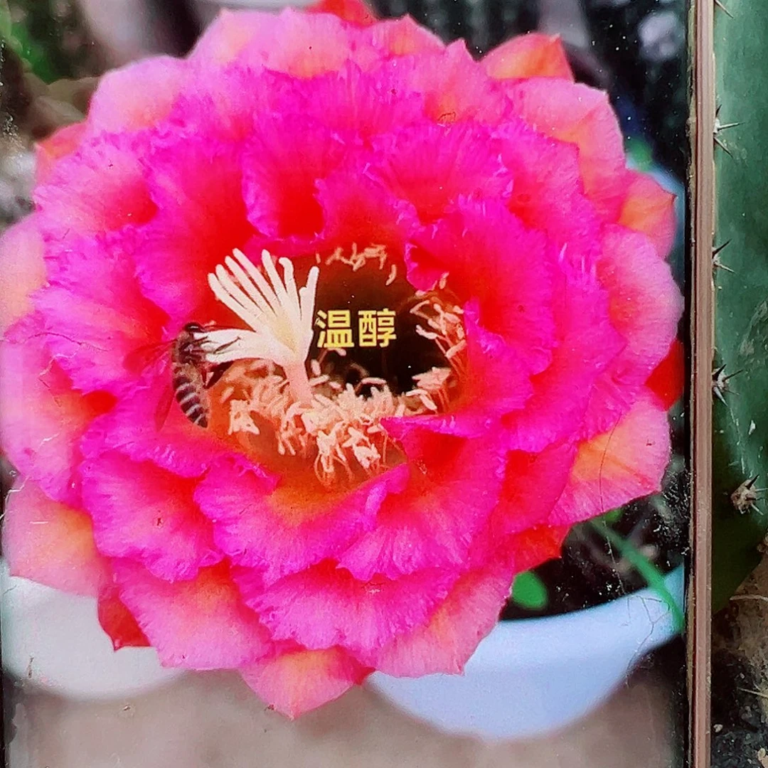 毛花柱温纯侧芽大 20 包邮