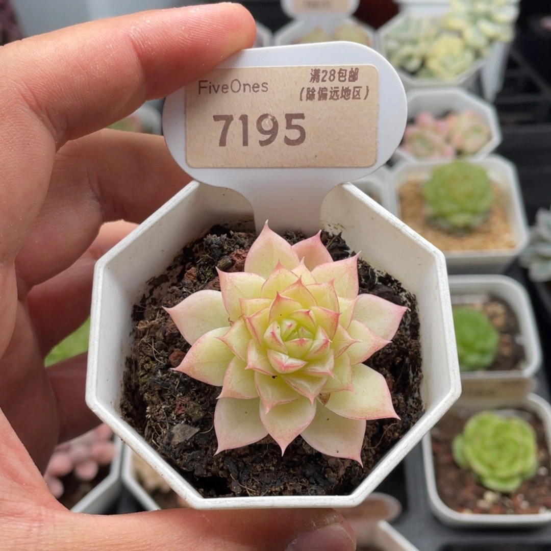 女王麦7195-5厘米