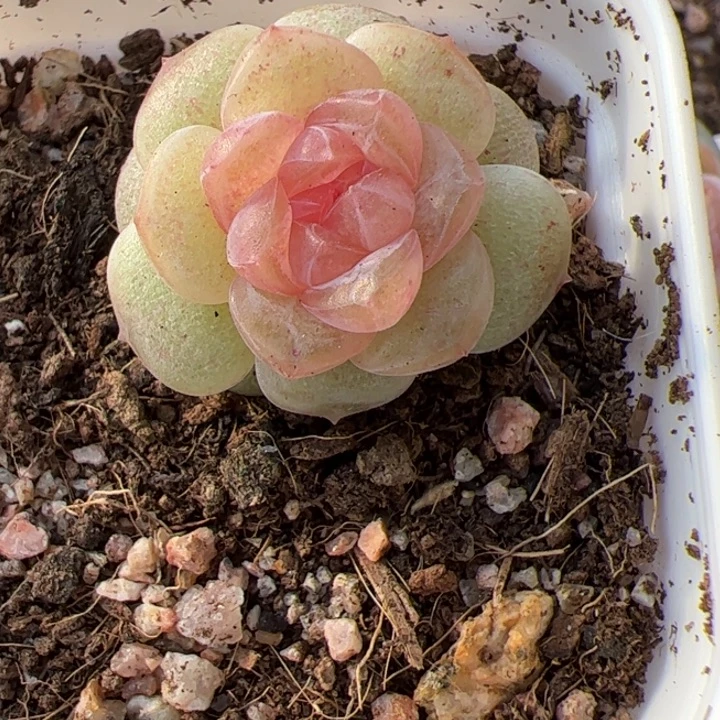 开播福利。一物一拍精品糖心，尺寸不大介意勿拍