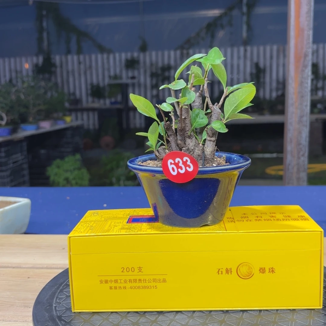 知*全场盆景一物一拍633