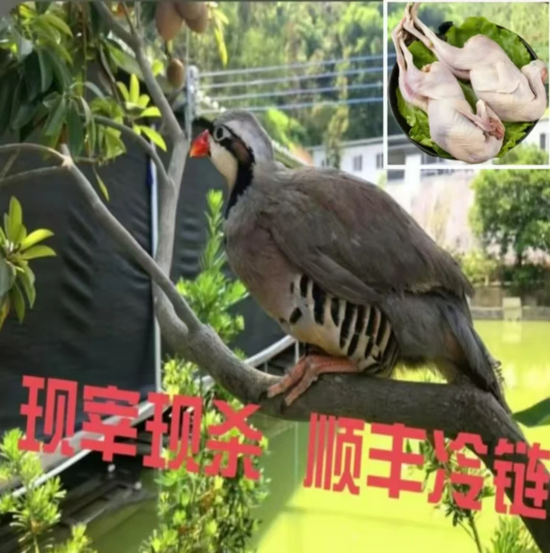 【山鸡哥专属】拍二送二 正宗散养散放咕咕鸡4只顺丰冷链包邮