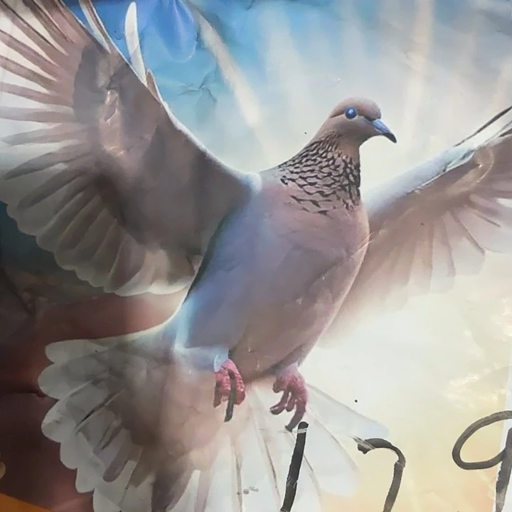 京仓好物优选9.9包邮