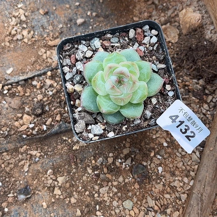 阿雅园艺。          4132