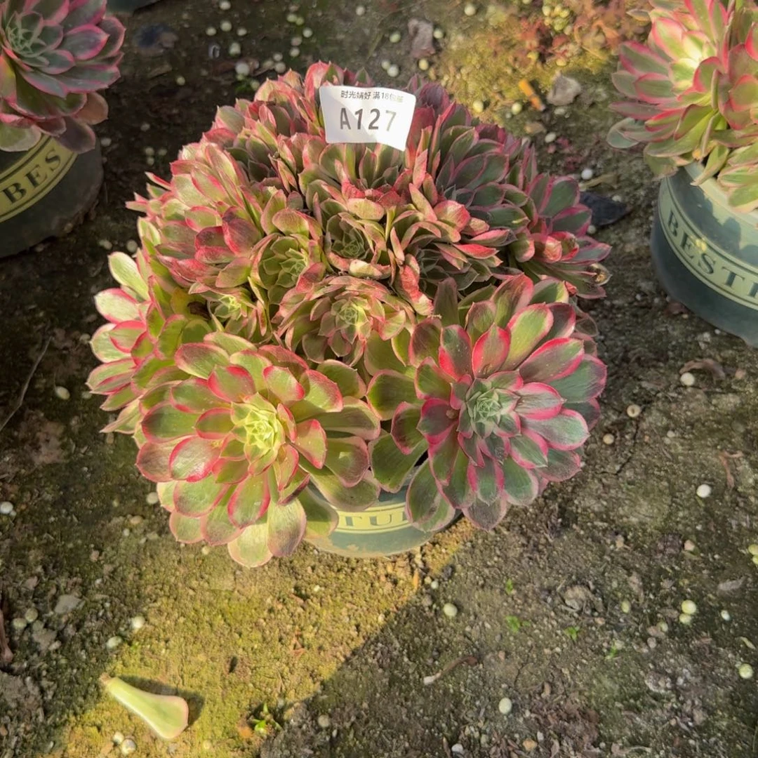 127孔雀翎。多肉植物