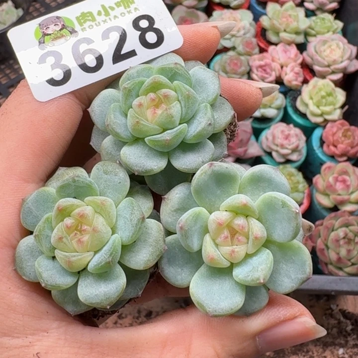 多肉植物多肉植物