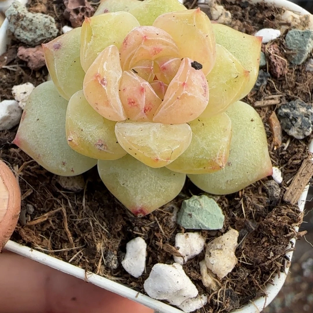 多肉小卡拉米糖心一物一拍