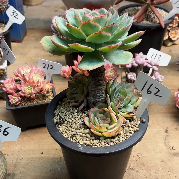 多肉植物，晨露162号