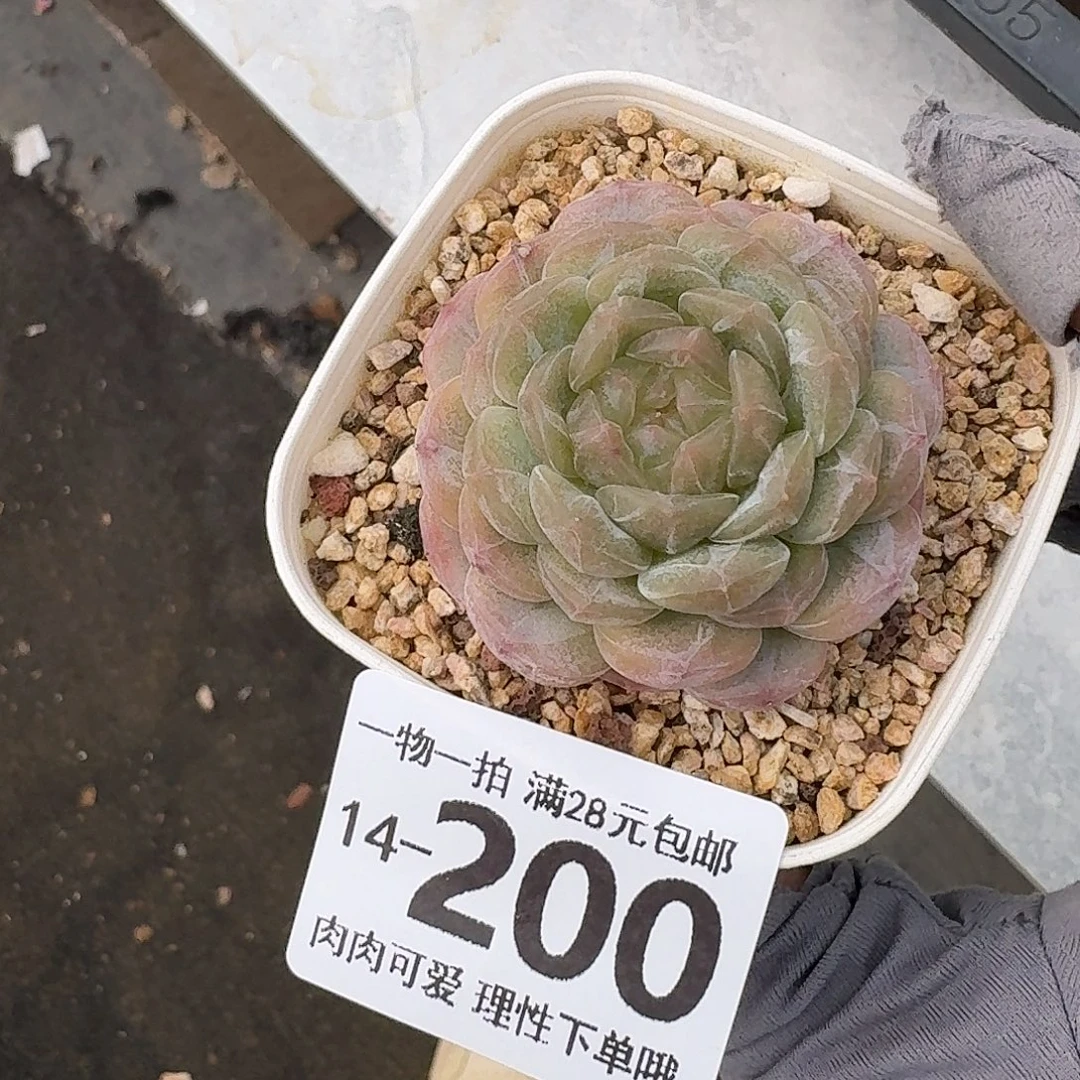白恋无盆土发货无