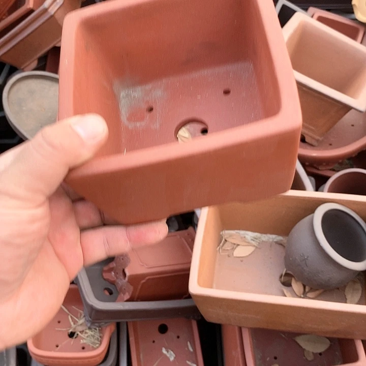 紫砂我要不明天要好好