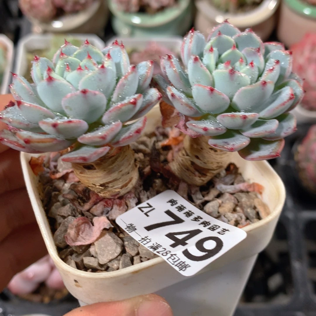 5CM拇指盆精控多肉ZL749