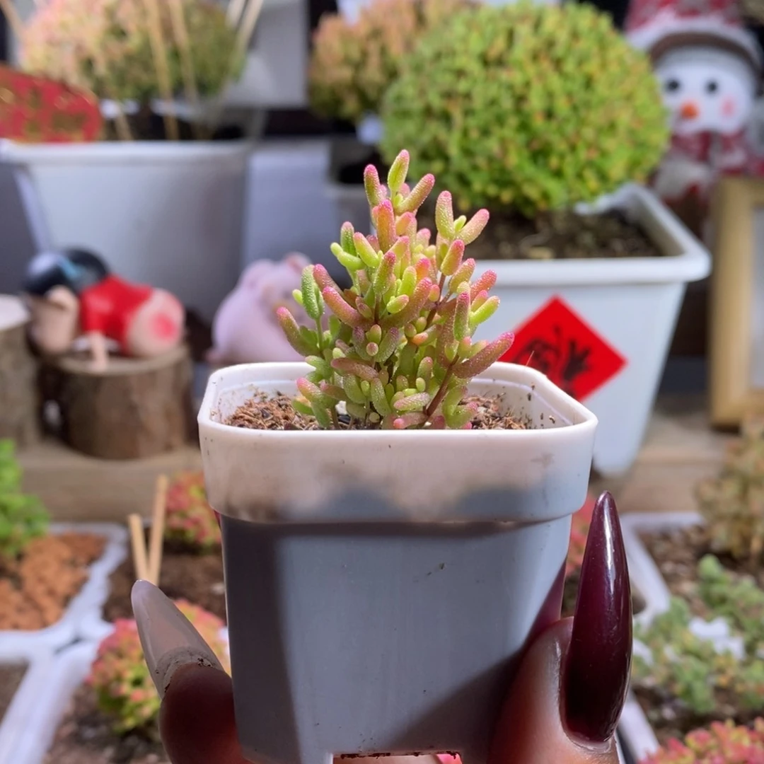 米粒锦带盆土发货一物一拍