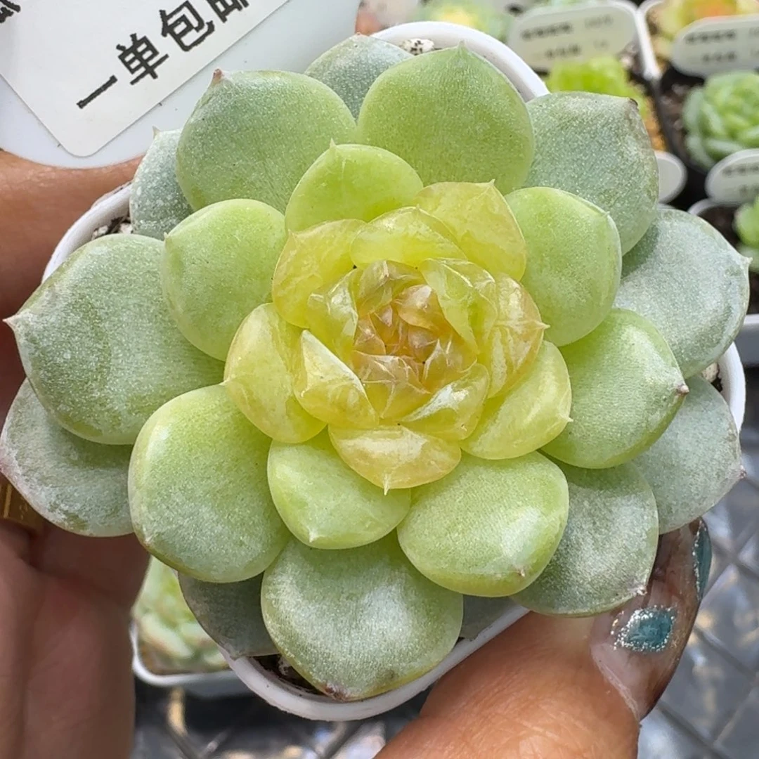 1019-029-6233单头