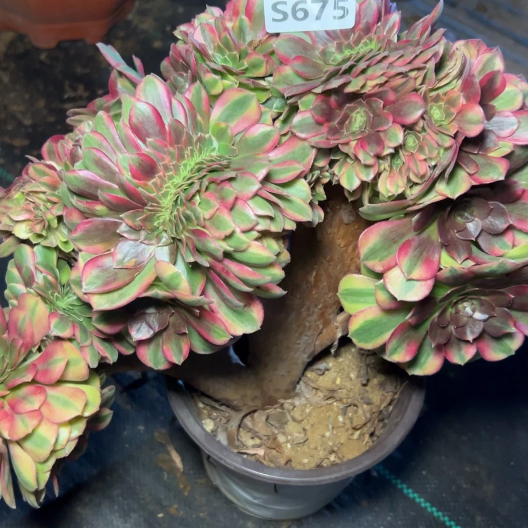 675雨荷缀，满20包邮嘟叮熊