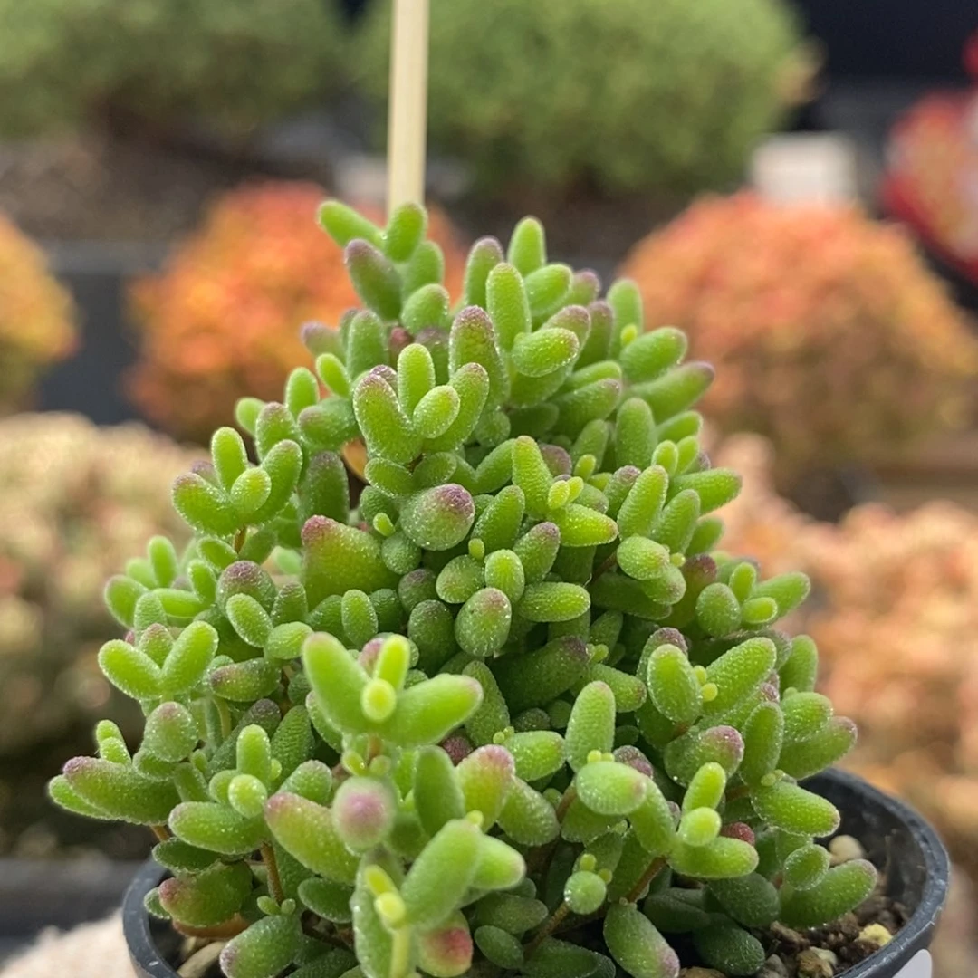 蜜橘糖球8364枝干番杏