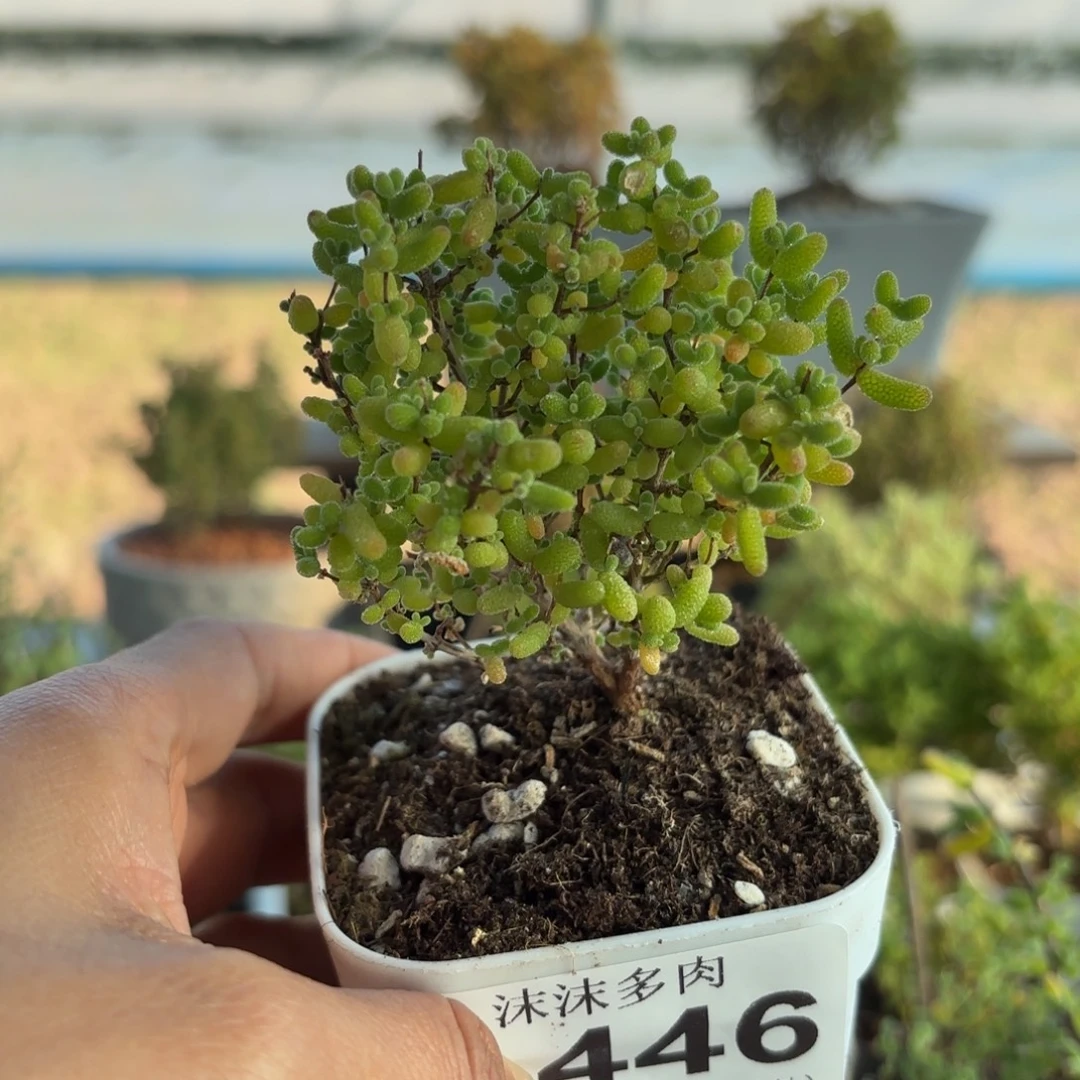 446蜜橘糖球枝干福利