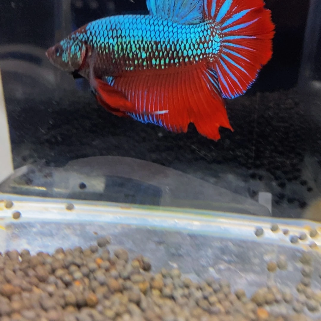 斗鱼173巨斗111星级